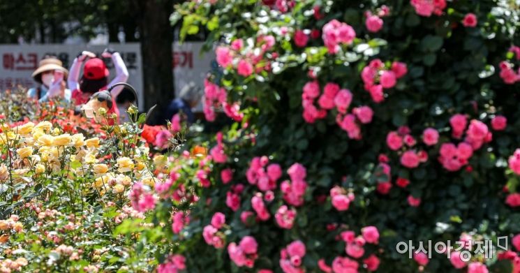 [포토]아름다운 장미 한가득
