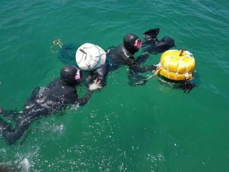 포항시, '바다의 인삼' 해삼종자 51만 마리 방류작업 