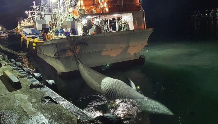 포항 앞바다서 7m 밍크고래 혼획 … 1억800만원에 팔려