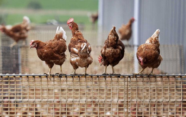 美 닭고기 업계, 5년간 가격 담합하다 걸려…관련자 4명 기소