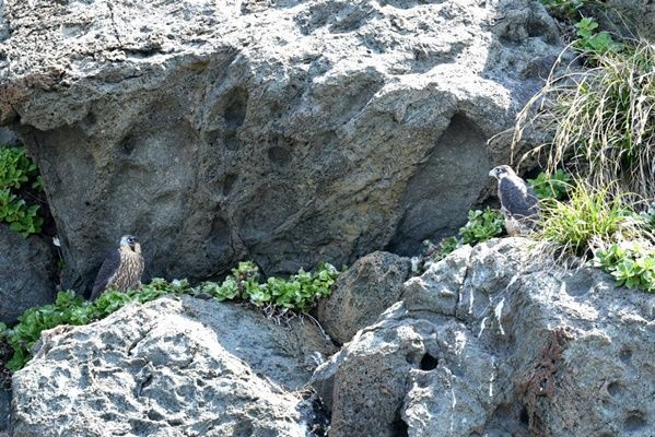 1004섬 신안, 멸종위기 1급인 최상위포식자 ‘매’ 번식 확인