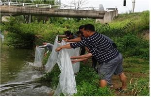 전북도, 대표 보양식 미꾸라지 ‘45만 마리’ 방류