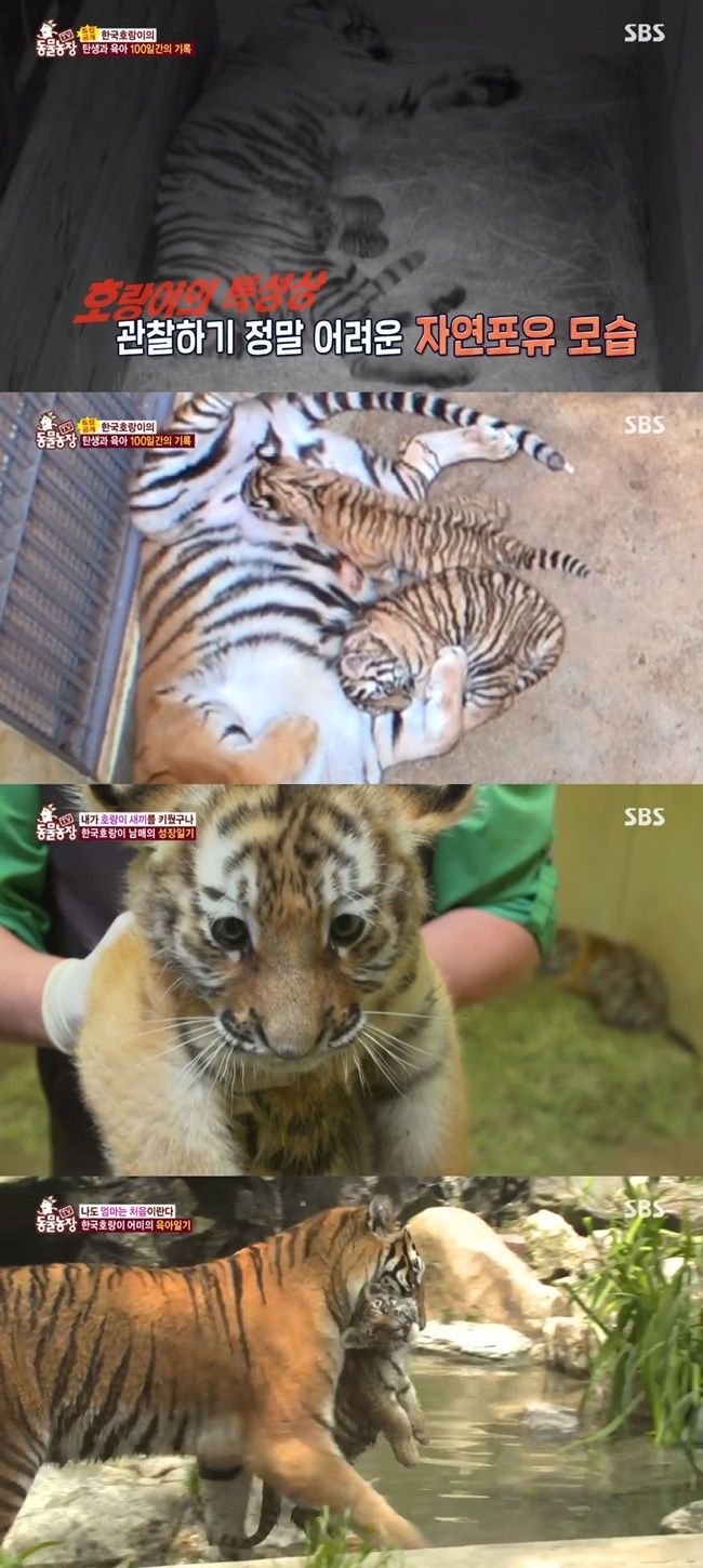 '동물농장' 멸종 위기 한국호랑이 태범·무궁 남매 공개…"종 보존만으로 뜻깊어"