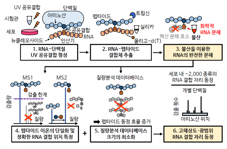 김빛내리 '정확한 RNA 결합부위' 찾아내다