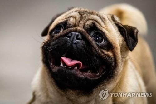 "우리 애 왜 찍어요" 반려동물 무단촬영 갈등…반려인들 '분통' [김수완의 동물리포트]