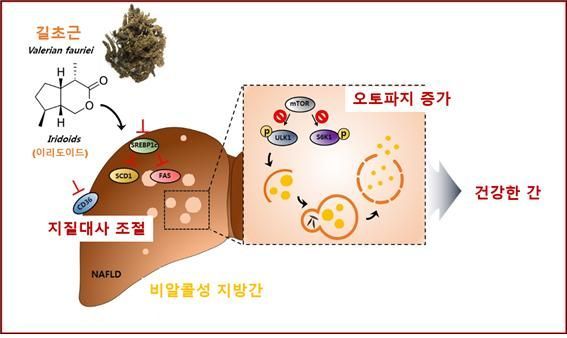 쥐오줌풀 '비알코올성 지방간' 분해한다