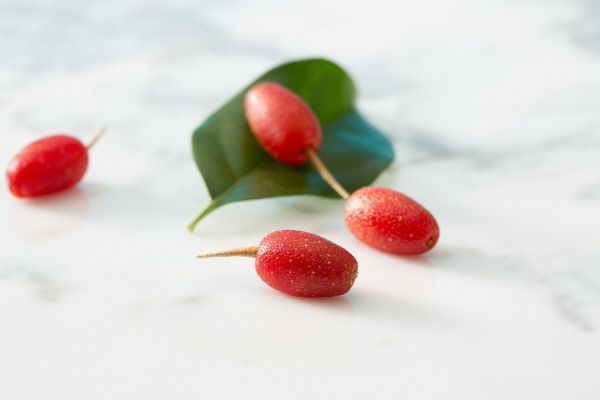 [요리수다] 종이컵 속에 담긴 붉은 열매. 보리수열매