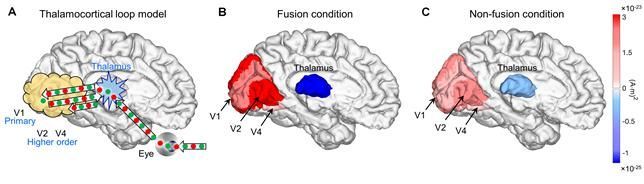 인간의 의식적 지각이 일어날 때의 시상-대뇌 피질 상호 작용 모형(A), 두 색이 합쳐진 주황색이 느껴질 때의 시상-대뇌 피질의 강한 상호 작용 결과(짙은 파란색이 강한 억제, 짙은 빨간색이 강한 흥분. 따라서 뇌 중심에 위치한 시상의 능동적 억제 기능에 따른 후두엽의 시각 피질은 의식적 지각 반응 가능), 빨강색과 녹색이 단순히 교대로 느껴질 때의 시상-대뇌 피질의 약한 상호 작용 결과(C).