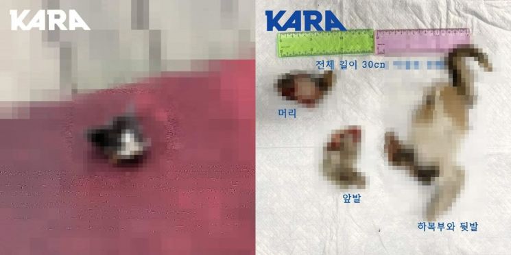 마포구 일대에서 발견된 아기 고양이 사체./사진=동물권행동 카라 제공