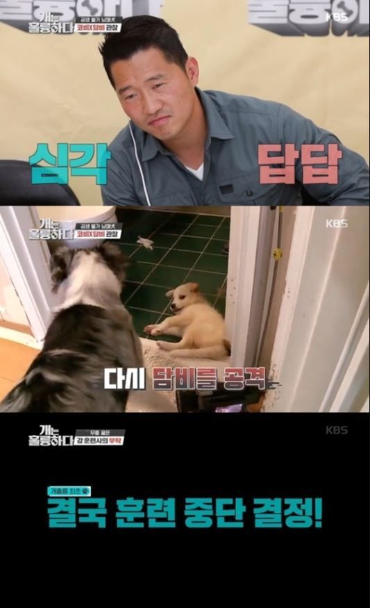 동물보호 상담센터가 지난 22일 KBS 2TV '개는 훌륭하다(개훌륭)'에 출연한 보더콜리 '코비'와 '담비' 견주에 대한 법적 처벌 가능성을 시사했다./사진=KBS 2TV '개는 훌륭하다' 방송 화면 캡처