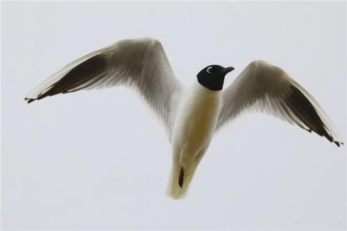 새만금시민생태조사단, 멸종위기종인 검은머리갈매기 “보호대책 세워달라!”