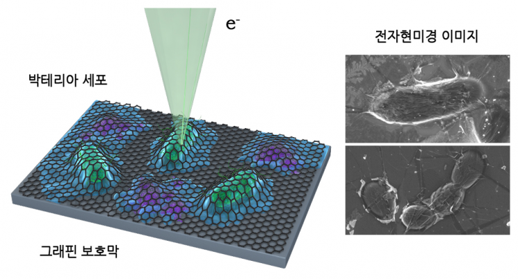 이번 연구에 사용된 그래핀 액상 셀을 이용한 세포 관찰 방법에 대한 모식도와 이를 이용해서 관찰한 살아있는 세포의 주사전자현미경 촬영 사진이다.