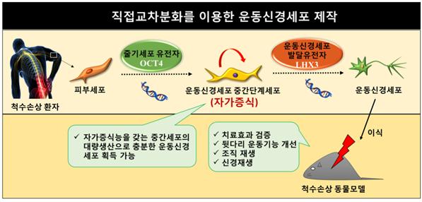 연구팀은 피부세포를 활용해 척수세포를 제작하는 기술을 개발했다. 이어 척수손상 동물실험에서 치료 효과를 검증했다.