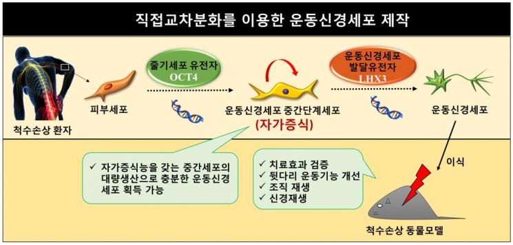 운동신경세포 제작 과정과 척수손상 동물실험에서 치료 효과 검증 개념도.