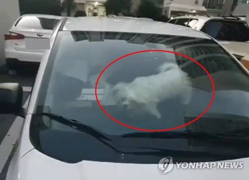 지난 23일 오전 0시34분께 부산 해운대 한 아파트 주차장에 있는 차 안에서 강아지 1마리가 방치돼 있다./사진=연합뉴스