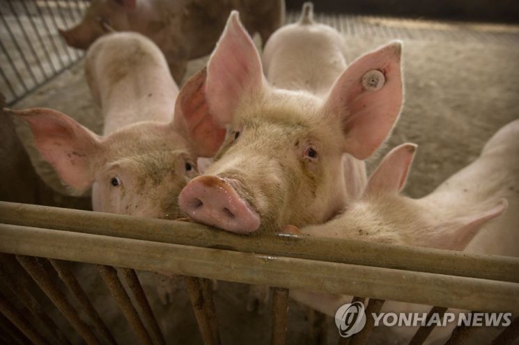 중국 돼지서 신종 플루 바이러스 발견 "대유행 될 가능성"