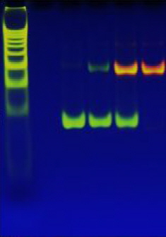DNA와 결합해 오렌지색 형광을 띠는 은나노클러스터센서의 모습이다. 연구진은 이처럼 은이 DNA를 만나 발광하는 이유에 대해 밝혀냈다.