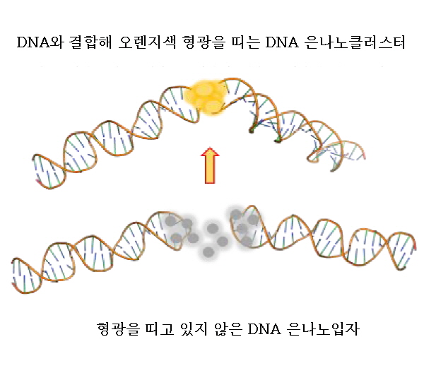 銀이 DNA를 만나면 발광하는 이유