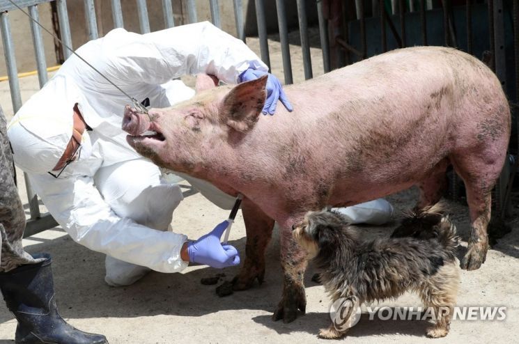 美 파우치 "中 신종 돼지독감 주시하고 있다…즉각 위협은 아냐"
