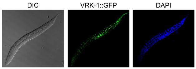 예쁜꼬마선충에서 초록색 형광(GFP)으로 표지된 VRK-1 단백질(가운데). 파란색 형광(DAPI)은 세포의 핵을 표지(오른쪽)한 것으로 VRK-1 단백질은 예쁜 꼬마 선충의 다양한 조직에서 발현된다.