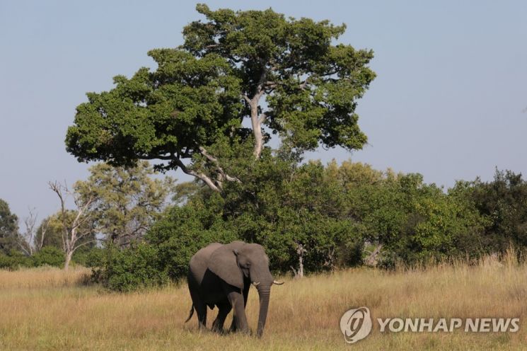 지난 2개월 동안 남아프리카 보츠와나에서 코끼리 수백 마리가 원인 모를 떼죽음을 당했다. [이미지출처=연합뉴스]