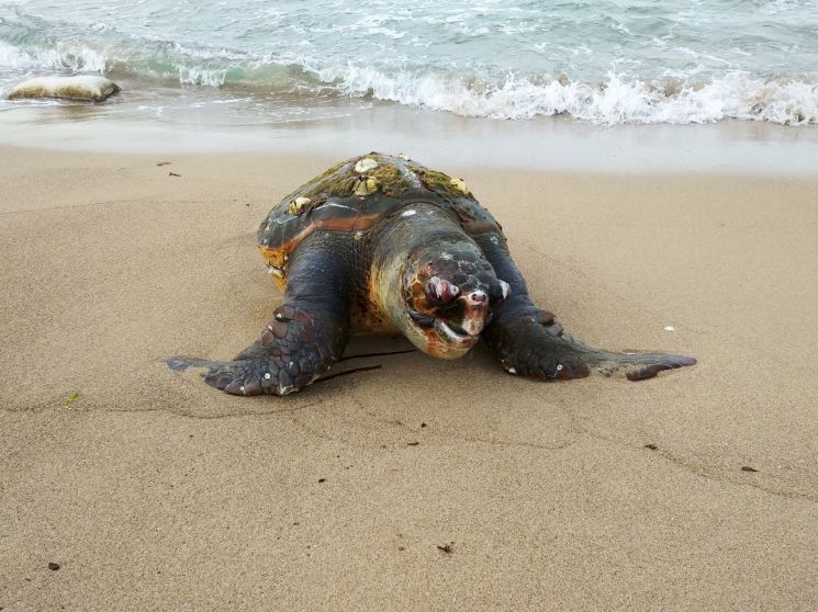 포항 해안가에서 멸종위기 '붉은바다거북' 죽은 채 발견