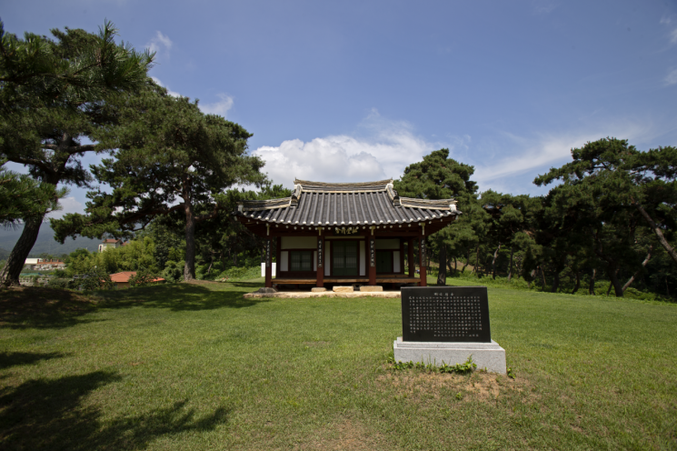 [고규홍의 나무와 사람] 松堂의 나무, 그 뿌리는 백성에 닿아있었다