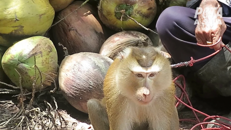 "코코넛 따는 원숭이는 학대" 태국 코코넛 불매 운동 번지자