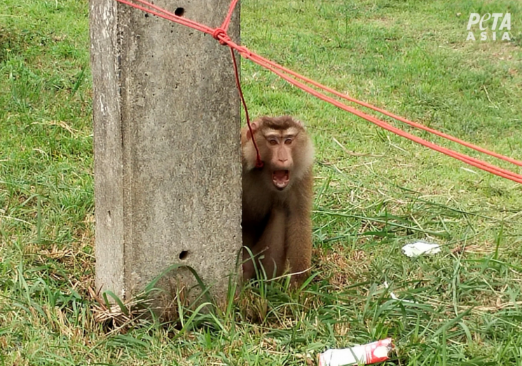 "코코넛 따는 원숭이는 학대" 태국 코코넛 불매 운동 번지자