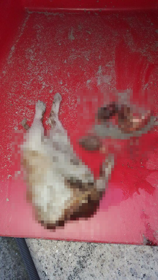 부산 해운대의 한 아파트 지하주차장에서 심하게 훼손된 채 발견된 고양이 사체.