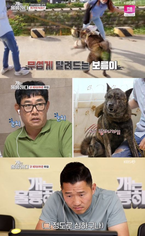 6일에 방송된 KBS2TV 예능 '개는 훌륭하다'에서는 동물훈련사 강형욱이 늑대를 닮은 진돗개 보름이를 훈련하는 모습이 그려졌다./사진=KBS2TV 방송 화면 캡쳐

'개훌륭' 동물훈련사 강형욱이 늑대 비주얼을 가진 진돗개 문제견 훈련에 나섰다.