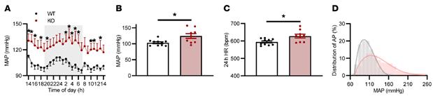 텐토닌3을 제거한 마우스는 혈압이 증가(A, B)하고 심박수(C)가 증가한 것으로 나타났다.