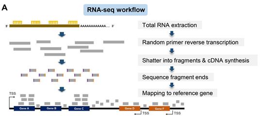 RNA-seq분석을 통한 COVID-19 수용체 유전자 발현 동정