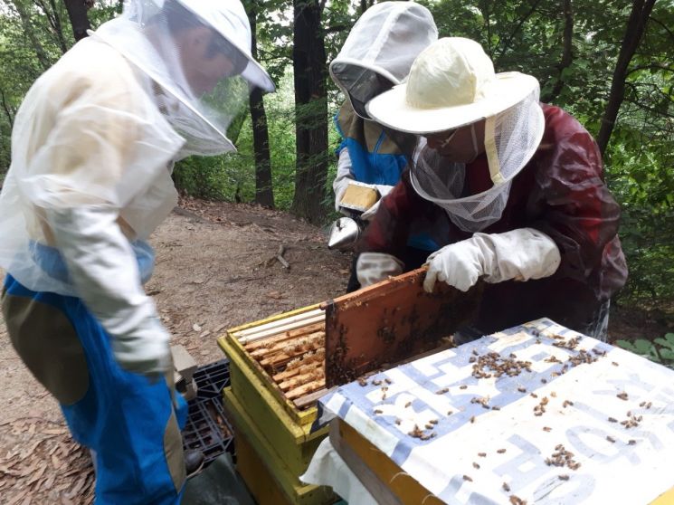 “꿀벌 생태계 보호” 산림청, 해마다 ‘여의도 13배’ 밀원숲 조성