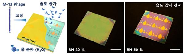 육안으로는 패턴(예시. 물방울)이 보이지 않지만, 주변의 습도 변화에 따라 즉각적으로 색이 변하며 패턴이 드러나도록 설계한 습도 감지 컬러 디스플레이. 이 디스플레이는 바이러스 기반의 동적 변환층을 적용해 매우 빠른 속도로 주변 습도를 감지 할 수 있다.