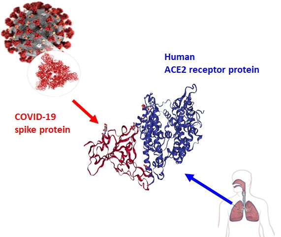 코로나19 바이러스 표면의 스파이크 돌기 RBD 단백질(빨간색)과 인간 세포 표면 hACE2 수용체 단백질(파란색)의 결합 도식도