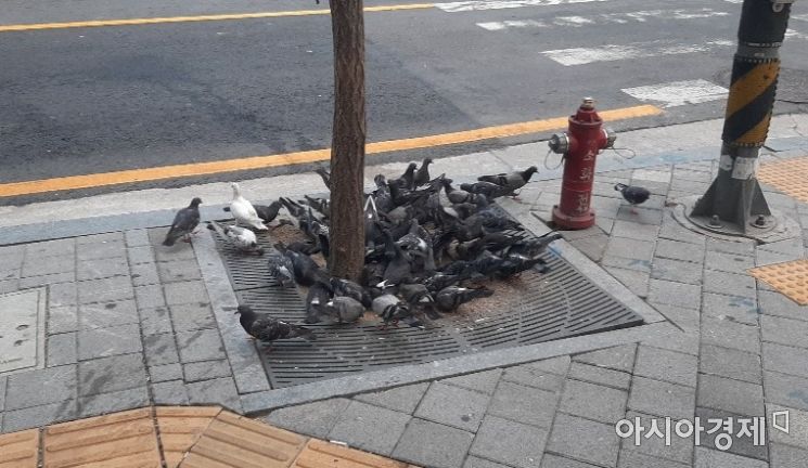 서울 중구 을지로 일대에 몰려있는 비둘기들. 사진=한승곤 기자 hsg@asiae.co.kr