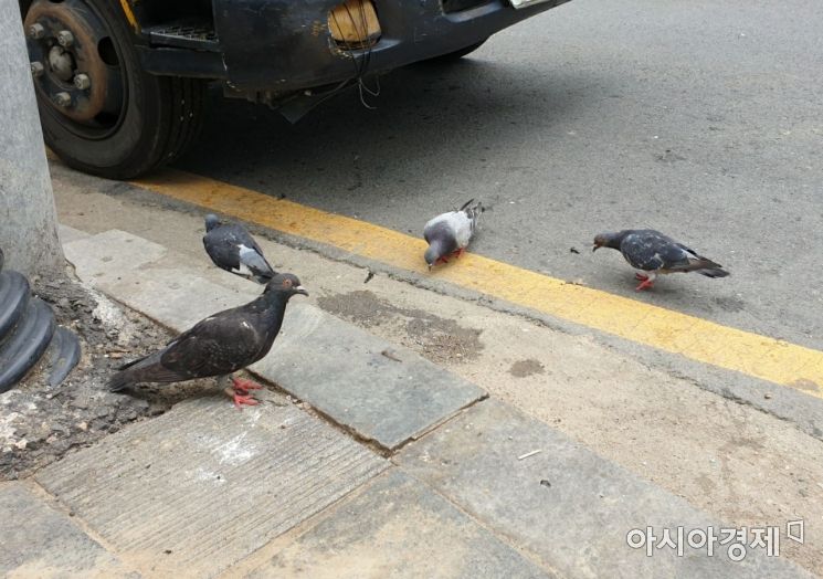 서울 중구 을지로 일대에 몰려있는 비둘기들. 사진=허미담 기자 damdam@asiae.co.kr