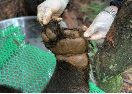 '멸종위기' 미확인 반달가슴곰, 덕유산국립공원서 포획 