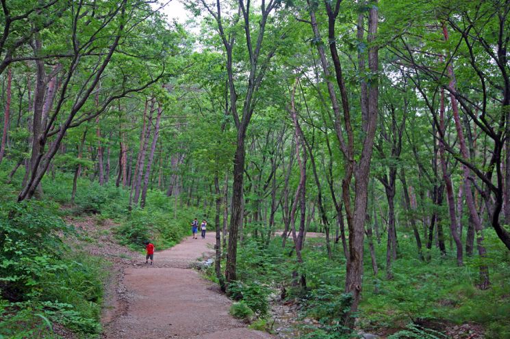 A Healing Forest Journey for Body and Mind