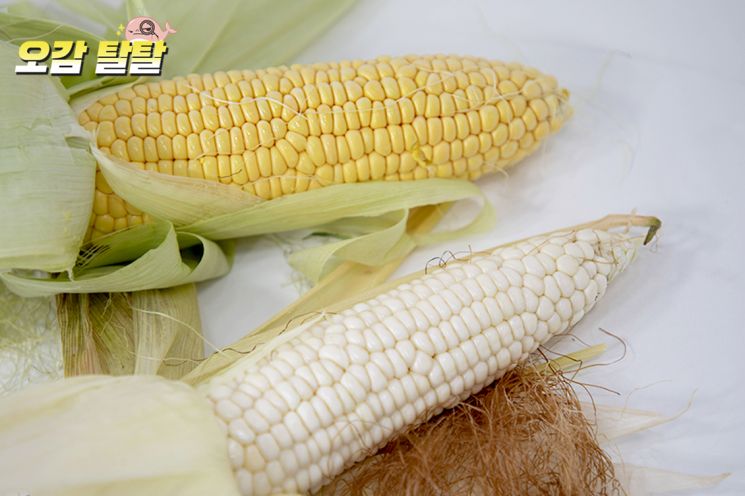 [드링킷] 지나친 당도, 초당옥수수 리뷰