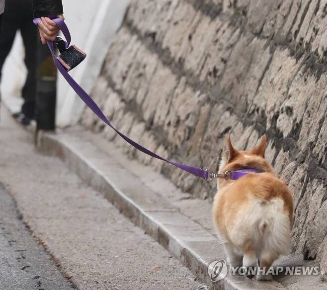 서울 중구의 한 거리에서 외국인이 반려견과 함께 산책하고 있다. 사진=연합뉴스