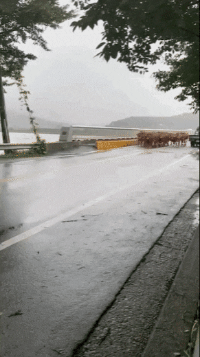 쏟아지는 폭우에 축사가 물에 잠기자 도로위로 나온 소들이 비를 피해 달리고 있다. 사진 = 온라인커뮤니티