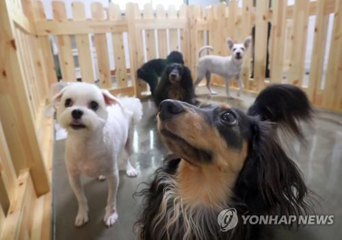 "마음놓고 여행가요" 산책에 교육까지...펫시터를 아시나요 [김수완의 동물리포트]