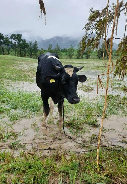 '섬진강 따라 60km'…남원~광양까지 떠내려 온 젖소 '멀쩡'