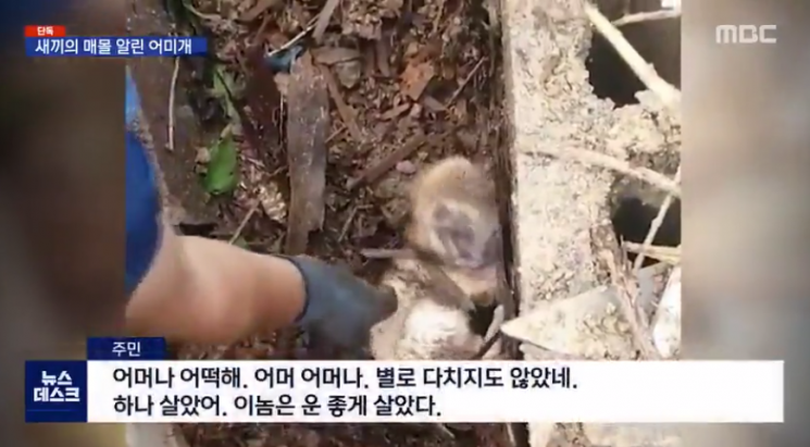 길게는 8일간 건물 잔해에 깔렸던 강아지 네 마리가 어미개의 모성에 덕에 기적적으로 12일 구조됐다. 사진=MBC 뉴스 캡처.
