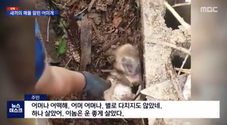 땅 파며 울던 어미개의 모성애…강아지 네 마리 구조