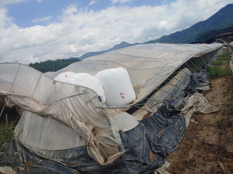 곡성 하우스 단지, 폭우 피해로 재배 농가 시름