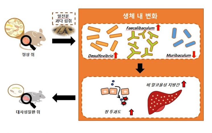 마른비만의 주범 '밀가루'.. 자꾸 먹으면 장이 샌다