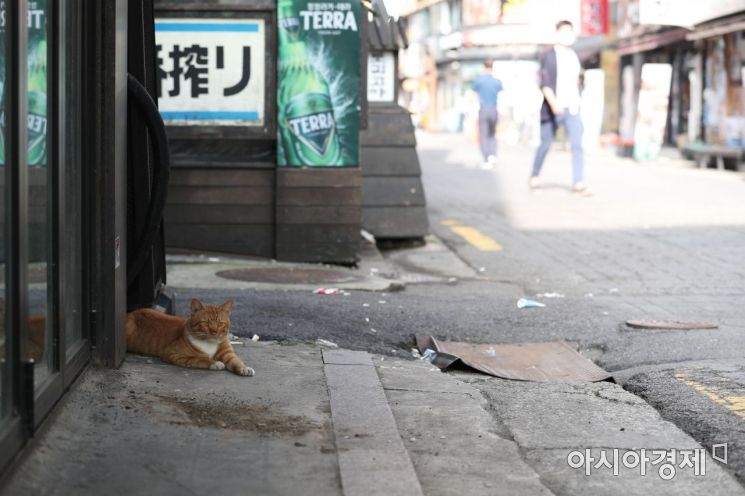 [포토]'오늘부터 사회적 거리두기 강화 하냐옹?' 